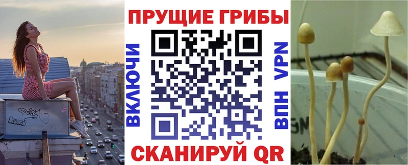 цены наркотик  Котельнич  OMG ССЫЛКА  Галлюциногенные грибы Psilocybe 